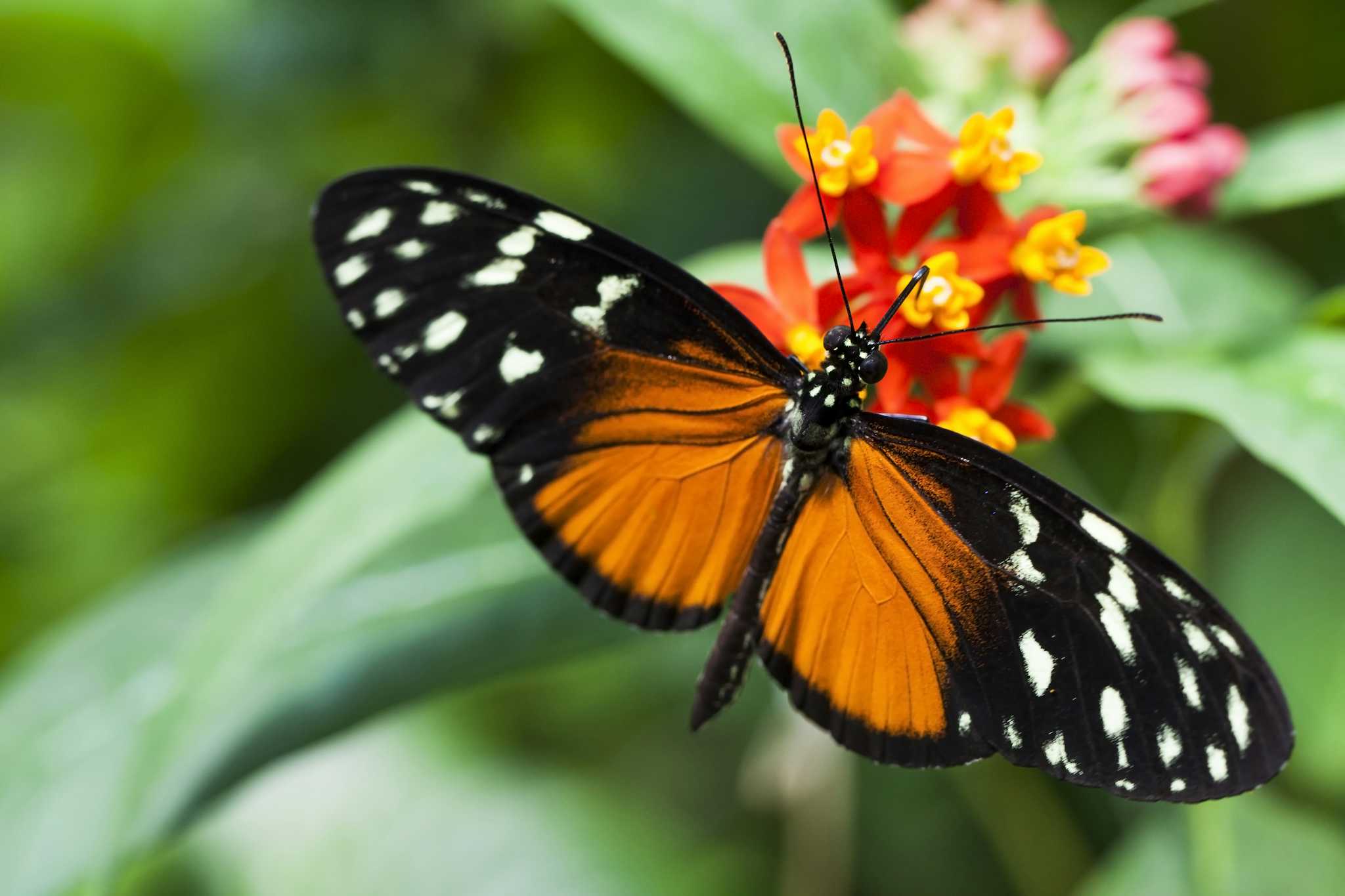Butterfly House