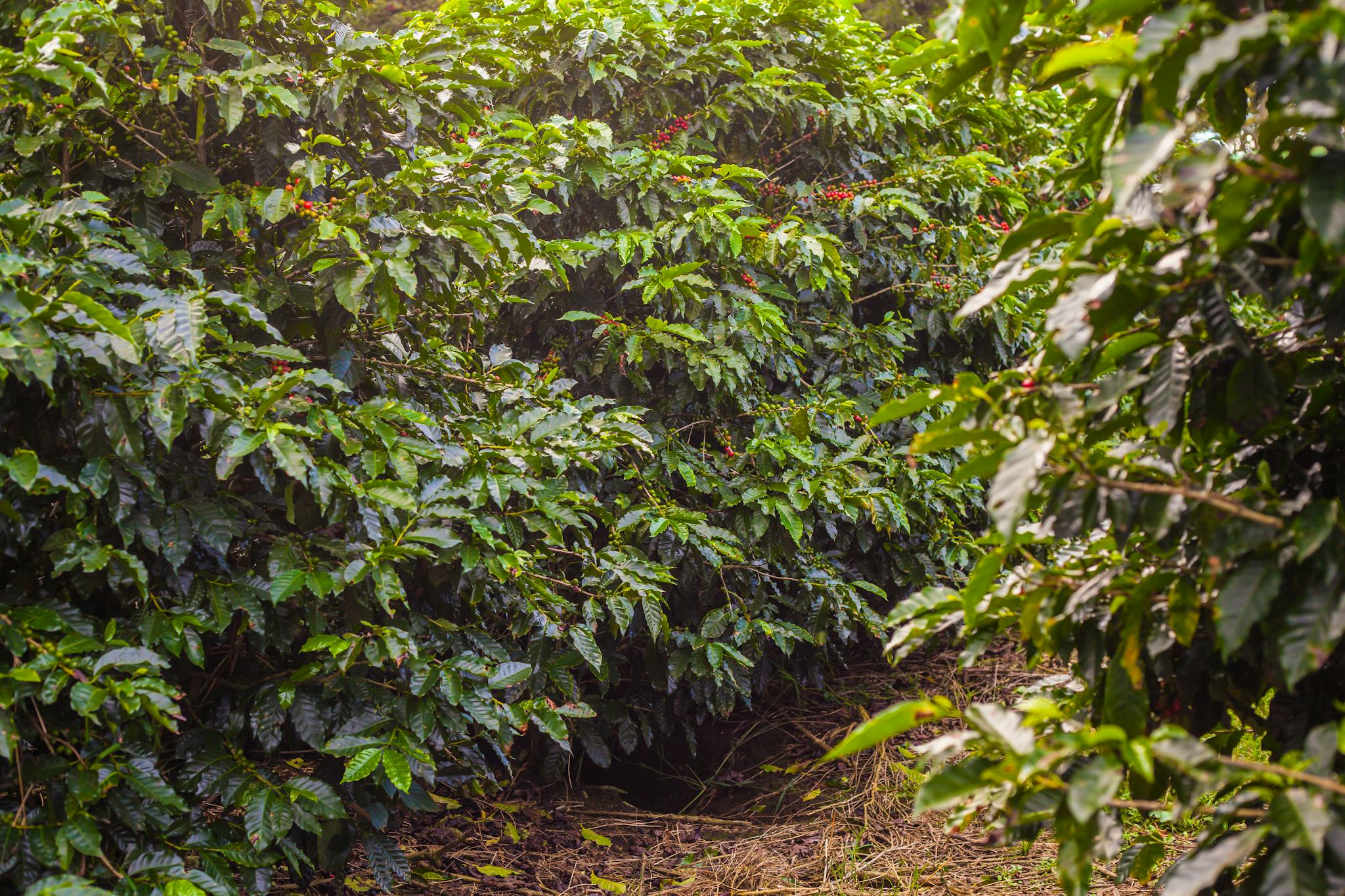 San Jose to Britt Coffee Tour: private day trip