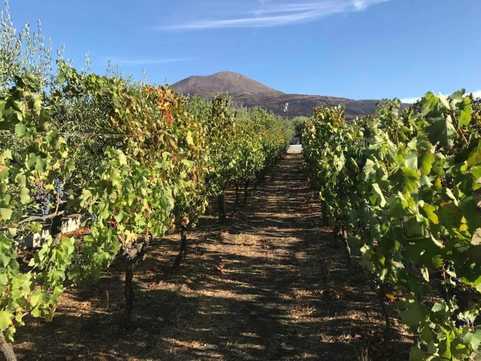 Cantina del Vesuvio