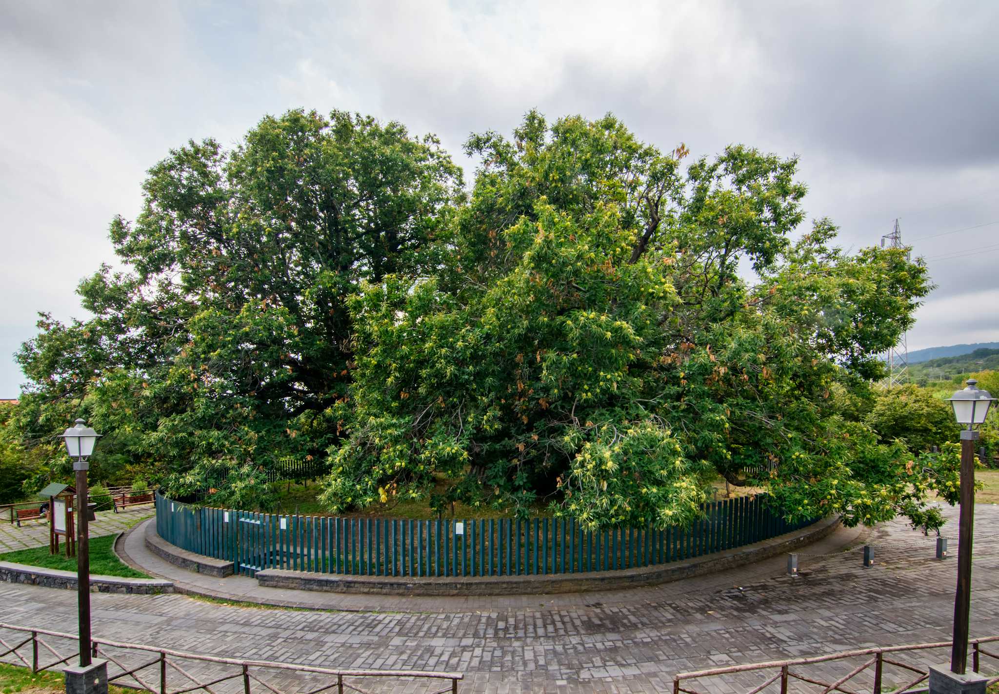Hundred Horse Chestnut Tree