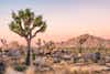 Joshua Tree