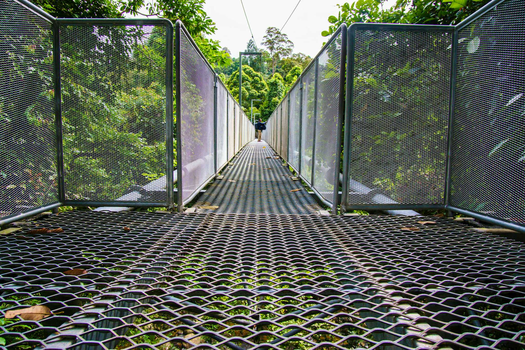 The Tree Top Walk Sungai Sedim